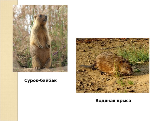 Сурок-байбак Водяная крыса 