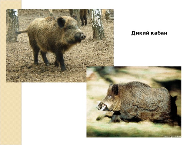 Дикий кабан 