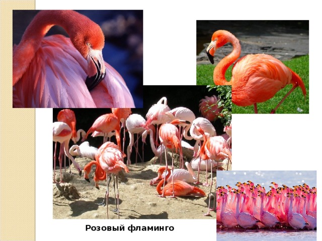 Розовый фламинго 