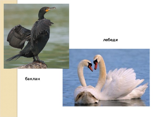 лебеди баклан 