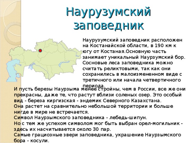 Наурузумский заповедник Наурузумский заповедник расположен на Костанайской области, в 190 км к югу от Костаная.Основную часть занимает уникальный Наурзумский бор. Сосновые леса заповедника можно считать реликтовыми, так как они сохранились в малоизмененном виде с третичного или начала четвертичного периода. И пусть березы Наурзыма менее стройны, чем в России, все же они прекрасны, даже те, что растут вблизи соленых озер. Это особый вид - береза киргизская - эндемик Северного Казахстана. Она растет на сравнительно небольшой территории и больше нигде в мире не встречается. Символ Наурзымского заповедника - лебедь-шипун. Но с тем же успехом символом мог быть выбран орел-могильник - здесь их насчитывается около 30 пар. Самые грациозные звери заповедника, украшение Наурзымского бора - косули. 
