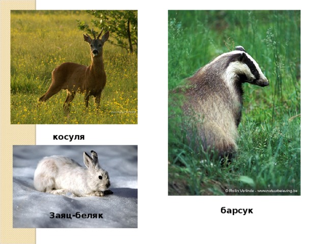 косуля барсук Заяц-беляк  