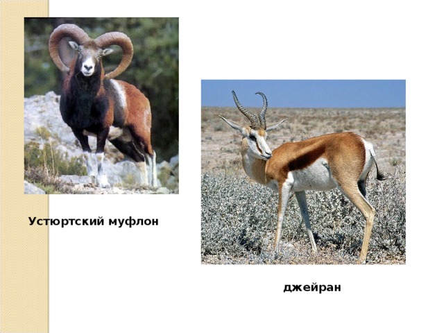 Устюртский муфлон  джейран 