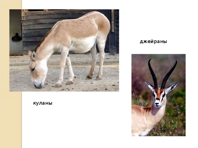 джейраны куланы 