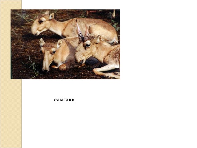 сайгаки 