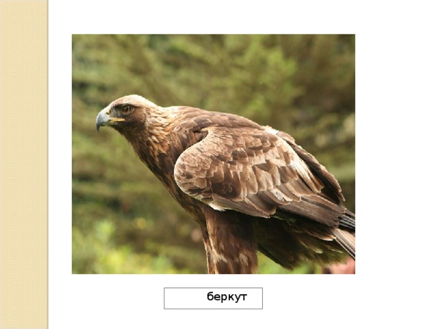  беркут 