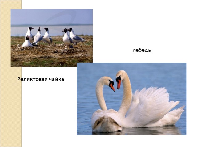 лебедь Реликтовая чайка 