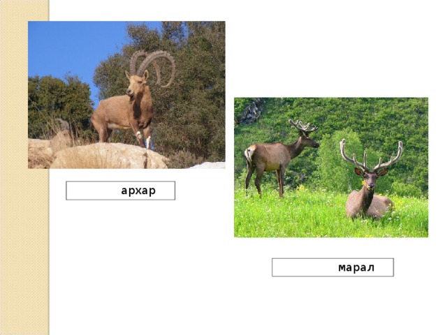  архар  марал 