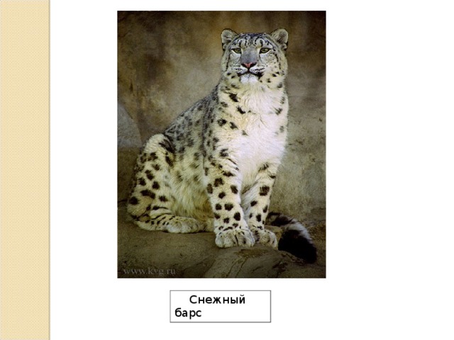  Снежный барс 