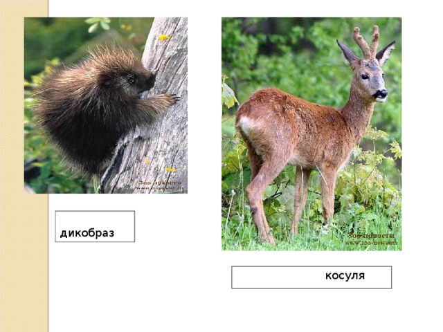  дикобраз  косуля 