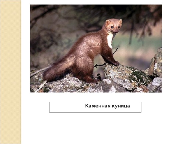  Каменная куница 