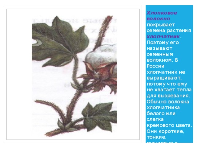 Хлопковое волокно покрывает семена растения хлопчатник . Поэтому его называют семенным волокном. В России хлопчатник не выращивают, потому что ему не хватает тепла для вызревания. Обычно волокна хлопчатника белого или слегка кремового цвета. Они короткие, тонкие, пушистые и мягкие. 