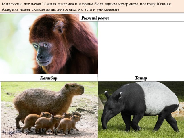 Миллионы лет назад Южная Америка и Африка была одним материком, поэтому Южная Америка имеет схожие виды животных, но есть и уникальные Рыжий ревун Капибар Тапир 