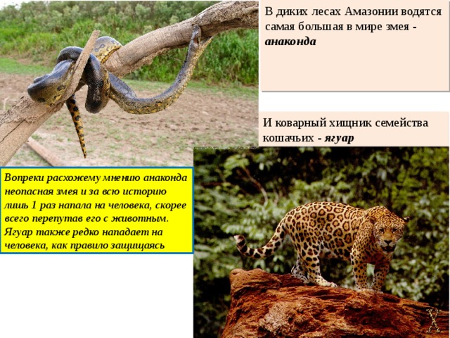В диких лесах Амазонии водятся самая большая в мире змея - анаконда И коварный хищник семейства кошачьих - ягуар Вопреки расхожему мнению анаконда неопасная змея и за всю историю лишь 1 раз напала на человека, скорее всего перепутав его с животным. Ягуар также редко нападает на человека, как правило защищаясь 