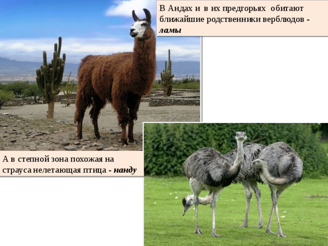В Андах и в их предгорьях обитают ближайшие родственники верблюдов - ламы А в степной зона похожая на страуса нелетающая птица - нанду 