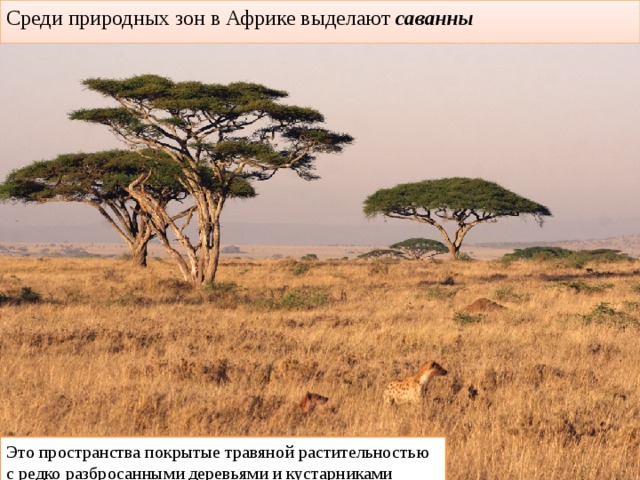 Среди природных зон в Африке выделают саванны Это пространства покрытые травяной растительностью с редко разбросанными деревьями и кустарниками 