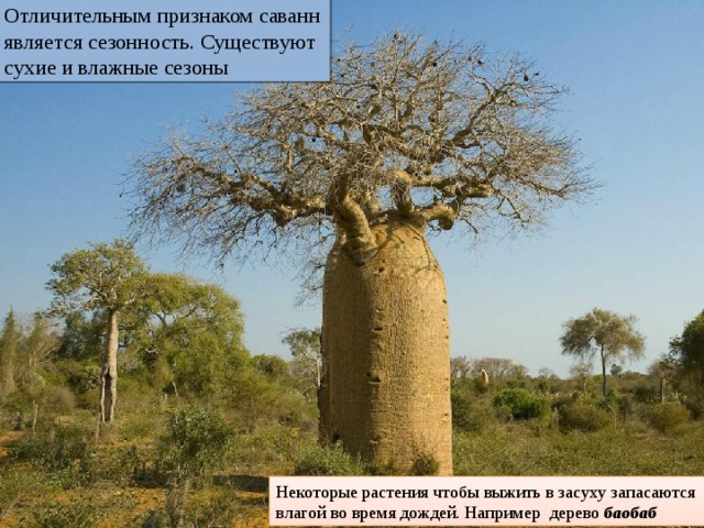 Отличительным признаком саванн является сезонность. Существуют сухие и влажные сезоны Некоторые растения чтобы выжить в засуху запасаются влагой во время дождей. Например дерево баобаб 