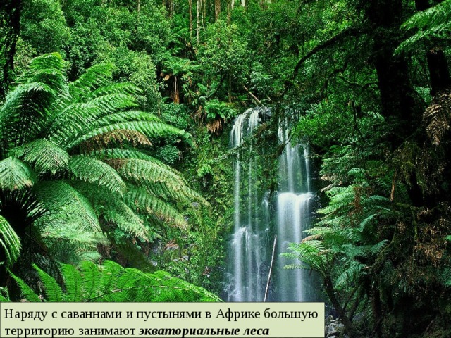 Наряду с саваннами и пустынями в Африке большую территорию занимают экваториальные леса 