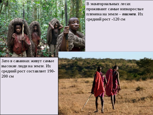 В экваториальных лесах проживают самые низкорослые племена на земле – пигмеи . Их средний рост -120 см Зато в саваннах живут самые высокие люди на земле. Их средний рост составляет 190-200 см 