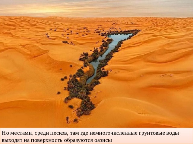 Но местами, среди песков, там где немногочисленные грунтовые воды выходят на поверхность образуются оазисы 
