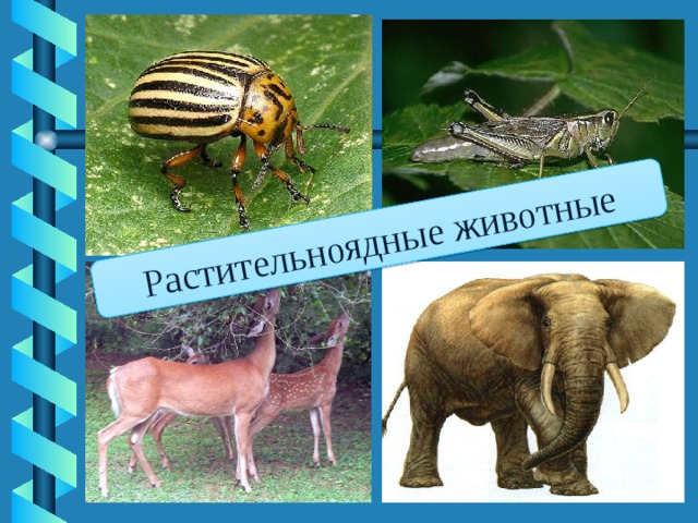 Растительноядные животные 