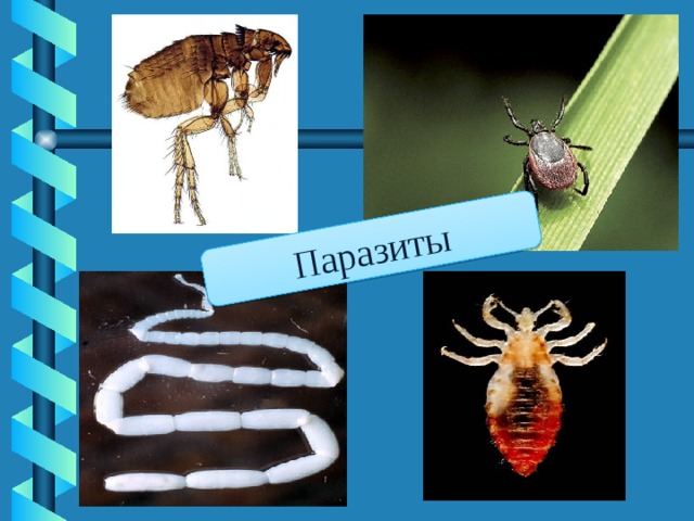 Паразиты 