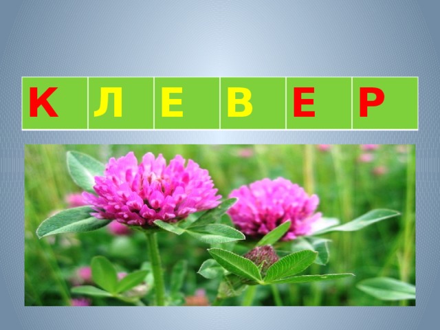 К Л Е В Е Р 