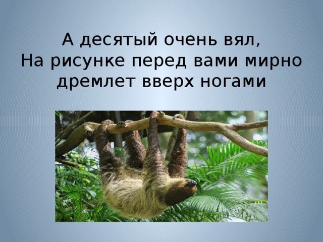 А десятый очень вял,  На рисунке перед вами мирно дремлет вверх ногами   