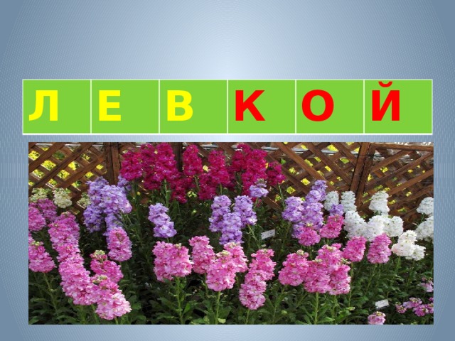 Л Е В К О Й 