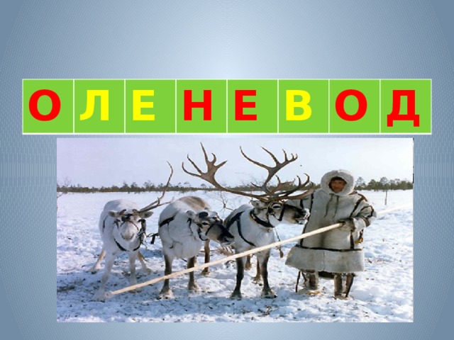 О Л Е Н Е В О Д 