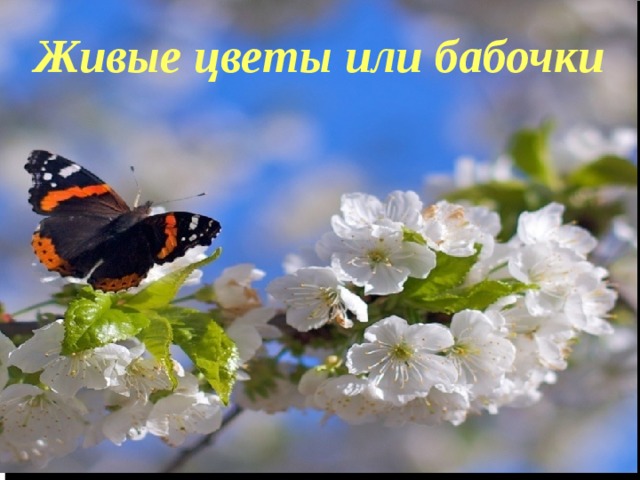 Живые цветы или бабочки  