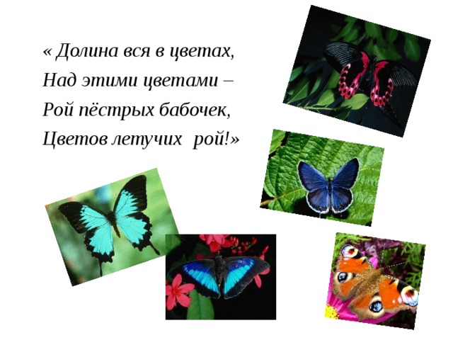 « Долина вся в цветах, Над этими цветами – Рой пёстрых бабочек, Цветов летучих  рой!»   