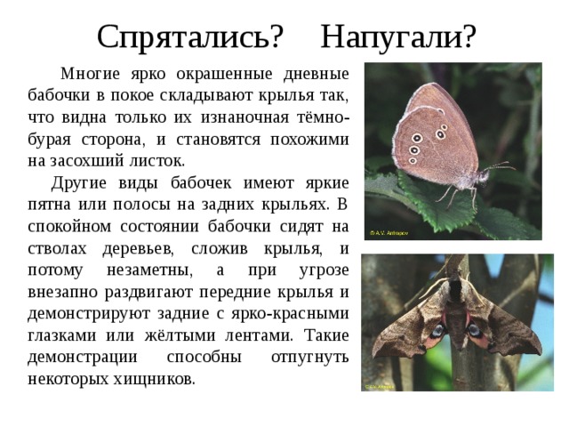 Спрятались? Напугали?  Многие ярко окрашенные дневные бабочки в покое складывают крылья так, что видна только их изнаночная тёмно-бурая сторона, и становятся похожими на засохший листок.  Другие виды бабочек имеют яркие пятна или полосы на задних крыльях. В спокойном состоянии бабочки сидят на стволах деревьев, сложив крылья, и потому незаметны, а при угрозе внезапно раздвигают передние крылья и демонстрируют задние с ярко-красными глазками или жёлтыми лентами. Такие демонстрации способны отпугнуть некоторых хищников. 