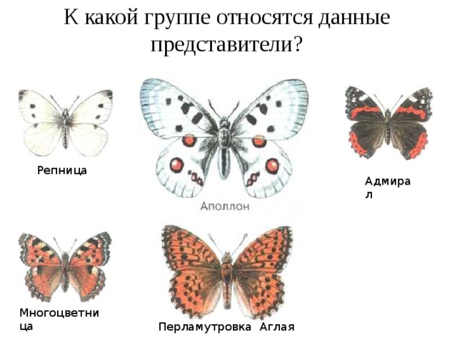 К какой группе относятся данные представители? Репница Адмирал Многоцветница Перламутровка Аглая 