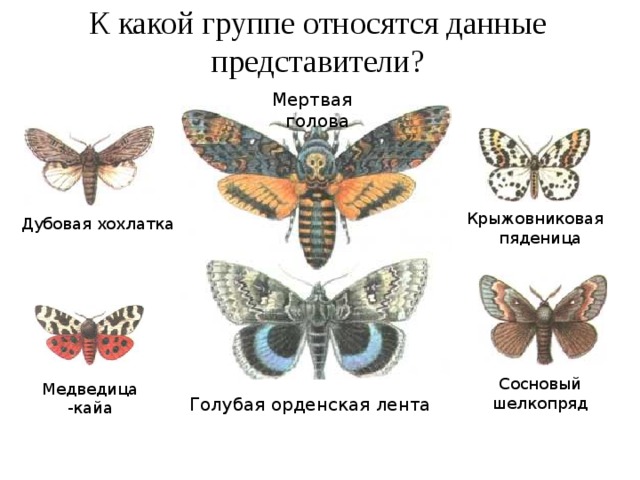 К какой группе относятся данные представители? Мертвая голова Крыжовниковая пяденица Дубовая хохлатка Сосновый шелкопряд Медведица-кайа Голубая орденская лента 