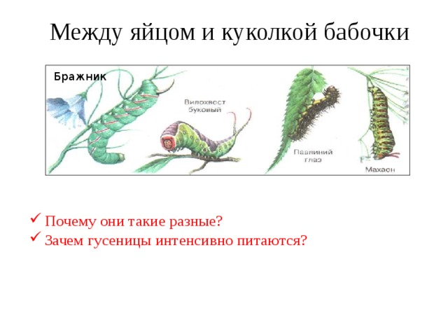 Между яйцом и куколкой бабочки Бражник  Почему они такие разные?  Зачем гусеницы интенсивно питаются?    