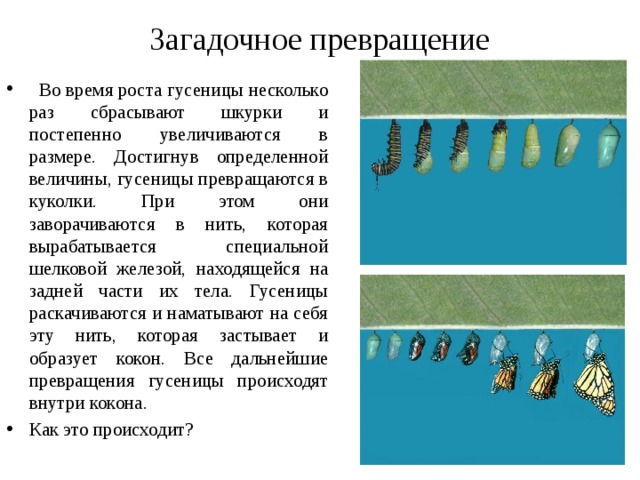     Загадочное превращение      Во время роста гусеницы несколько раз сбрасывают шкурки и постепенно увеличиваются в размере. Достигнув определенной величины, гусеницы превращаются в куколки. При этом они заворачиваются в нить, которая вырабатывается специальной шелковой железой, находящейся на задней части их тела. Гусеницы раскачиваются и наматывают на себя эту нить, которая застывает и образует кокон. Все дальнейшие превращения гусеницы происходят внутри кокона. Как это происходит?    