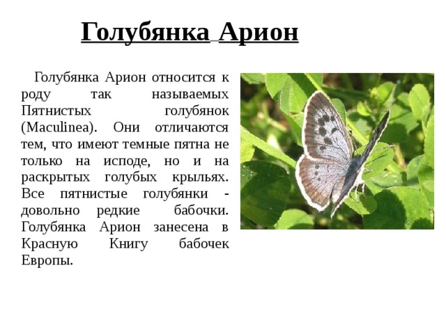 Голубянка  Арион  Голубянка Арион относится к роду так называемых Пятнистых голубянок (Maculinea). Они отличаются тем, что имеют темные пятна не только на исподе, но и на раскрытых голубых крыльях. Все пятнистые голубянки - довольно редкие бабочки. Голубянка Арион занесена в Красную Книгу бабочек Европы. 