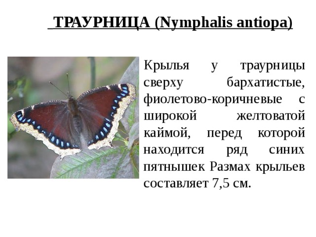  ТРАУРНИЦА (Nymphalis antiopa) Крылья у траурницы сверху бархатистые, фиолетово-коричневые с широкой желтоватой каймой, перед которой находится ряд синих пятнышек Размах крыльев составляет 7,5 см. 