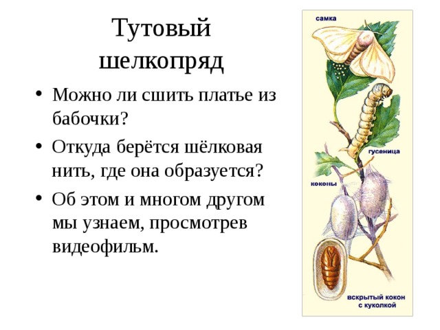 Тутовый шелкопряд Можно ли сшить платье из бабочки? Откуда берётся шёлковая нить, где она образуется? Об этом и многом другом мы узнаем, просмотрев видеофильм. 