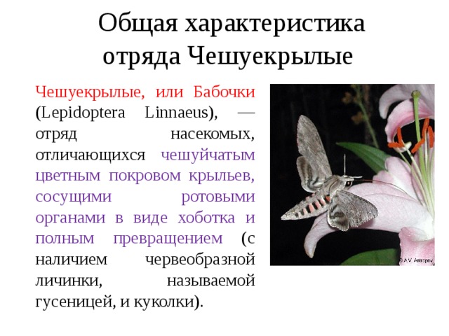 Общая характеристика отряда Чешуекрылые  Чешуекрылые, или Бабочки (Lepidoptera Linnaeus), — отряд насекомых, отличающихся чешуйчатым цветным покровом крыльев, сосущими ротовыми органами в виде хоботка и полным превращением (с наличием червеобразной личинки, называемой гусеницей, и куколки).  