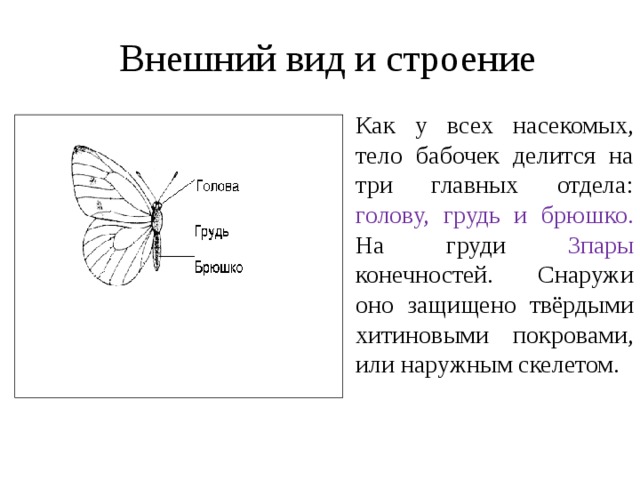 Внешний вид и строение Как у всех насекомых, тело бабочек делится на три главных отдела: голову, грудь и брюшко. На груди 3пары конечностей.  Снаружи оно защищено твёрдыми хитиновыми покровами, или наружным скелетом.   
