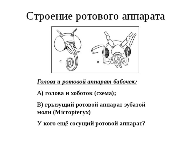 Строение ротового аппарата Голова и ротовой аппарат бабочек: А) голова и хоботок (схема); В) грызущий ротовой аппарат зубатой моли (Micropteryx) У кого ещё сосущий ротовой аппарат?  