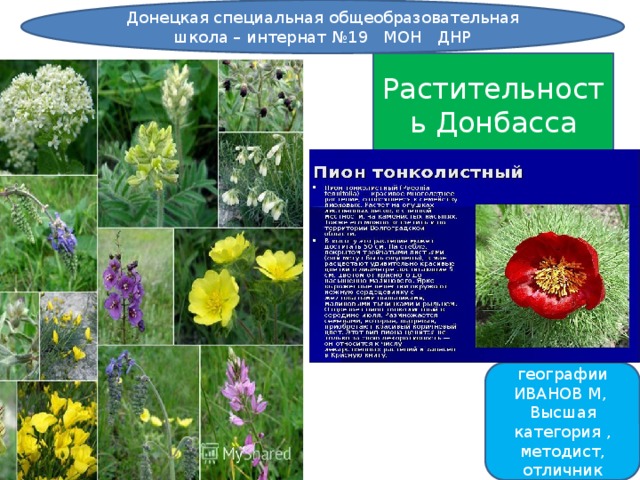 Донецкая специальная общеобразовательная школа – интернат №19 МОН ДНР Растительность Донбасса Учитель географии ИВАНОВ М, Высшая категория , методист, отличник образования 