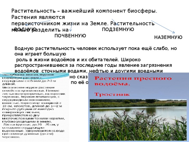 Растительность – важнейший компонент биосферы. Растения являются первоисточником жизни на Земле. Растительность можно разделить на ВОДНУЮ ПОДЗЕМНУЮ ПОЧВЕННУЮ НАЗЕМНУЮ Водную растительность человек использует пока ещё слабо, но она играет большую  роль в жизни водоёмов и их обитателей. Широко распространившееся за последние годы явление загрязнения водоёмов сточными водами, нефтью и другими вредными веществами губительно сказывается на водной растительности и требует принятиемер по её охране. 