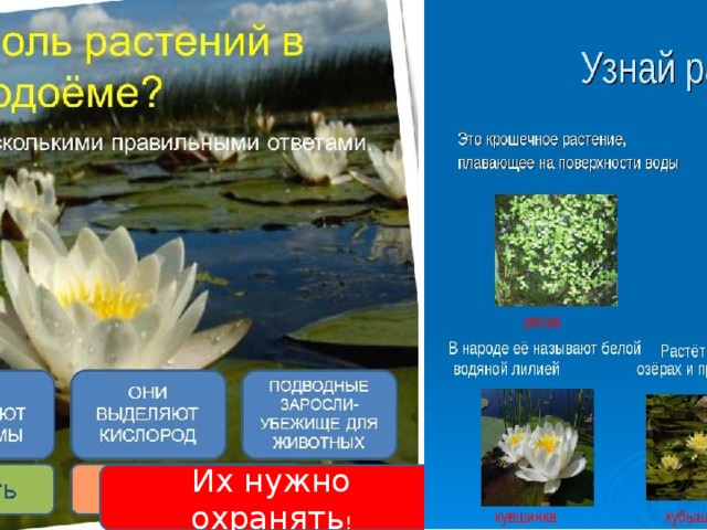Их нужно охранять ! 