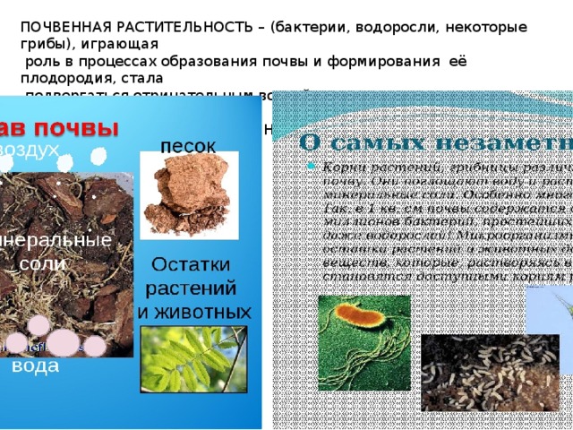 ПОЧВЕННАЯ РАСТИТЕЛЬНОСТЬ – (бактерии, водоросли, некоторые грибы), играющая  роль в процессах образования почвы и формирования её плодородия, стала  подвергаться отрицательным воздействиям в связи с загрязнениями среды отходами промышленного производства. Необходима разработка мероприятий по её охране. 