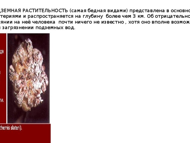 ПОДЗЕМНАЯ РАСТИТЕЛЬНОСТЬ (самая бедная видами) представлена в основном  бактериями и распространяется на глубину более чем 3 км. Об отрицательном  влиянии на неё человека почти ничего не известно , хотя оно вполне возможно  при загрязнении подземных вод. 