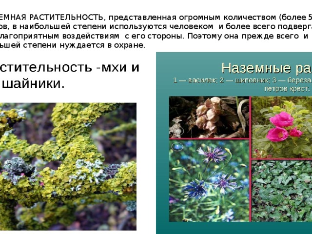 НАЗЕМНАЯ РАСТИТЕЛЬНОСТЬ, представленная огромным количеством (более 500 000) Видов, в наибольшей степени используются человеком и более всего подвергается  неблагоприятным воздействиям с его стороны. Поэтому она прежде всего и в  большей степени нуждается в охране. 