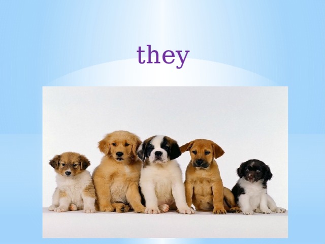 they 